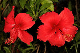 Hibiscus